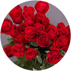 ROSE FREEDOM 60CM