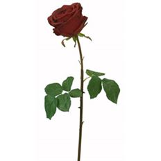 ROSE BUD ECUADORIAN 20.5" RED