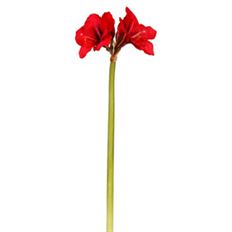 AMARYLLIS X2 26.5" RED