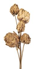 CHICO CHOKE NATURAL STEM 5/BU
