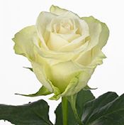 ROSE WHITE