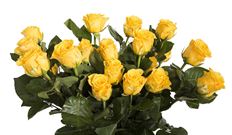 ROSE YELLOW