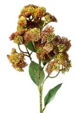 SEDUM 23" BURG/GRN