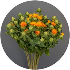 SAFFLOWER