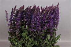 SALVIA