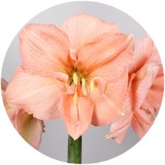 AMARYLLIS BOX