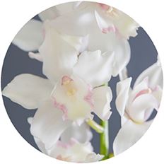 ORCHID CYMBIDIUM SPRAY WHITE