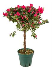 8" AZALEA TREE (PREBOOK)