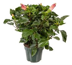 6" HIBISCUS (PREBOOK)