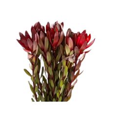 SAFARI SUNSET LEUCADENDRON