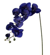 PLALEANOPSIS X8 38" INDIGO BLUE