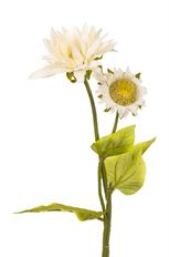 SUNFLOWER 23" WHITE