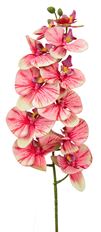 ORCHID PHALAENOPSIS 39" RHUBARB