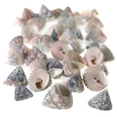 TROCHUS SHELL Approx 40/tube