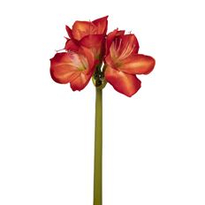 AMARYLLIS X3 26" RED/WHITE
