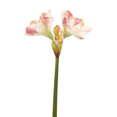 AMARYLLIS X2 26" PINK/WHITE