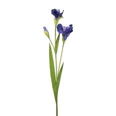 IRIS X2 30" BLUE