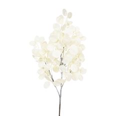 DOLLAR SPRAY 27" CREAM
