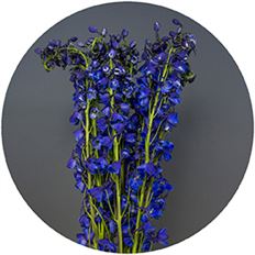 DELPHINIUM SEA WALTZ ASSORTED