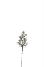 BRANCH PINE SNOWY GREEN