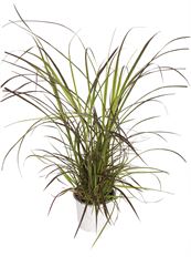 4.75" PURPLE FOUNTAIN GRASS