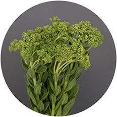 SEDUM