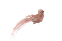 BIRD W/CLIP 2 ASST 11 CM NUDE
