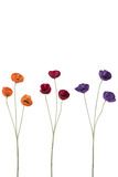 POPPY 3 ASST COLOR