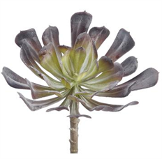 AEONIUM 6" GREEN/BURGUNDY