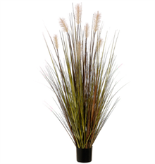 PAMPAS GRASS POTTED 60" GREEN RUST