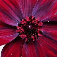 COSMOS CHOCOLATE