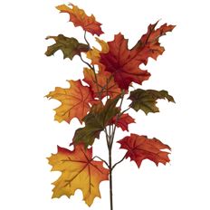 MAPLE LEAF BRANCH