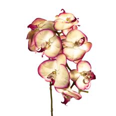 ORCHID PHALAENOPSIS LAVENDER