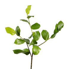 SALAL LEAVES GREEN