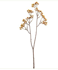 SPRAY 30.25" SEED PLASTIC BR/LT