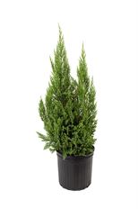 10" BLUE POINT JUNIPER (PREBOOK)
