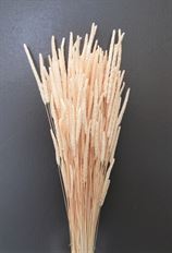 PHLEUM BLEACHED