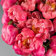 PEONY IMPORTED PEACH 5-STEM
