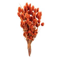 PHALARIS ORANGE 4 OZ/PK