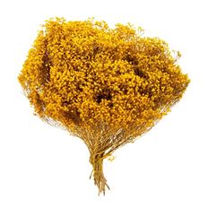 BLOOM BROOM YELLOW