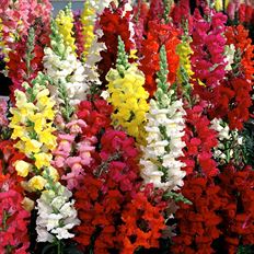 SNAPDRAGON