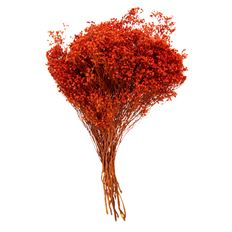 BLOOM BROOM ORANGE