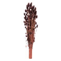 PHALARIS CHOCOLATE 4 OZ/PK