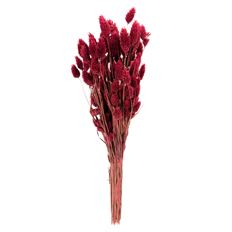 PHALARIS BERRY 4 OZ/PK