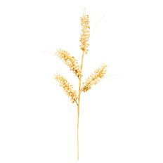 MILLETT GRASS GLT 27" IVORY