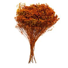 BLOOM BROOM AUTUMNTONE