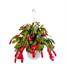 10" CHRISTMAS CACTUS HB (PREBOOK)