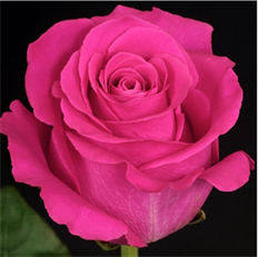 ROSE HOT PINK