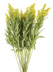 SOLIDAGO