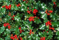 5# GREEN HOLLY